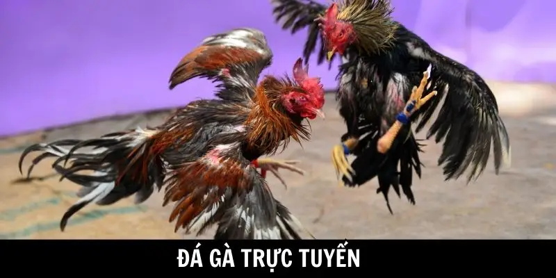 da ga truc tuyen thumbnail